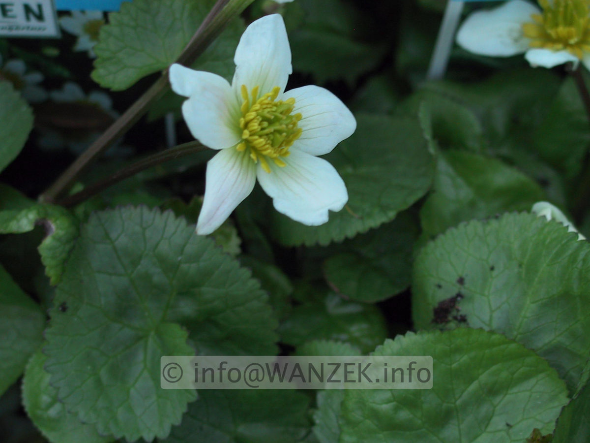 Caltha palustris Alba.JPG